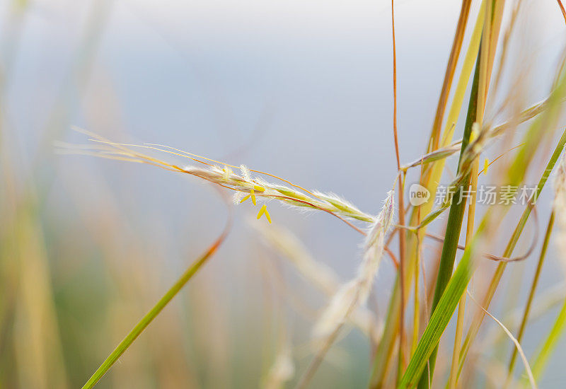 开花禾本科- Bromus vulgaris?